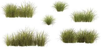 Attēlu rezultāti vaicājumam “Carex capillaris fruit”