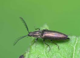 Attēlu rezultāti vaicājumam “Ctenicera pectinicornis male”