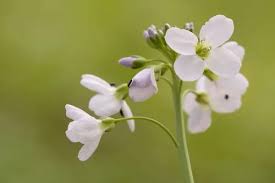 Attēlu rezultāti vaicājumam “Cardamine pratensis flower”