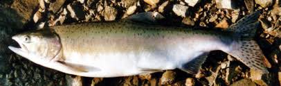 Image result for Oncorhynchus