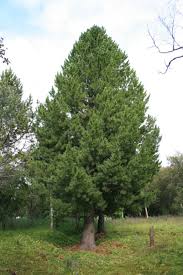 Attēlu rezultāti vaicājumam “Pinus sibirica”