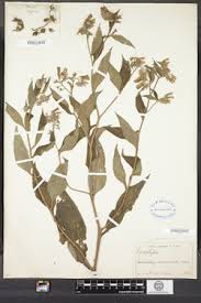 Attēlu rezultāti vaicājumam “Symphytum asperum leaf”