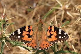 Attēlu rezultāti vaicājumam “Vanessa cardui underside”