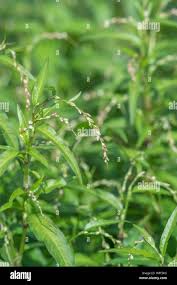 Attēlu rezultāti vaicājumam “Persicaria hydropiper leaf”