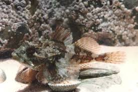Image result for Myoxocephalus scorpioides