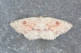 Attēlu rezultāti vaicājumam “Cyclophora albipunctata”