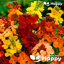 Image result for Cheiranthus cheiri