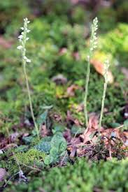 Attēlu rezultāti vaicājumam “Goodyera repens bud”