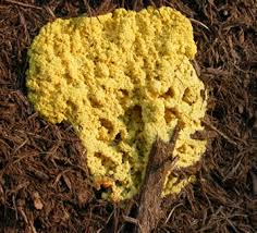 Attēlu rezultāti vaicājumam “Fuligo septica var. candida spores”