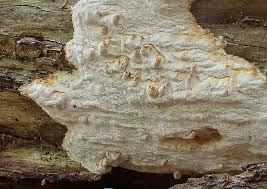 Attēlu rezultāti vaicājumam “Skeletocutis odora”