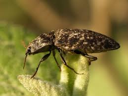 Attēlu rezultāti vaicājumam “Agrypnus murinus”