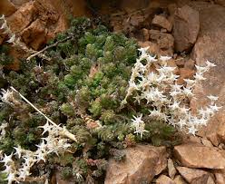 Image result for Sedum acre