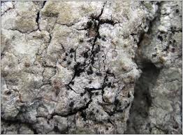 Attēlu rezultāti vaicājumam “Licea pusilla sessile”