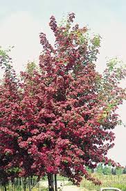 Attēlu rezultāti vaicājumam “Crataegus laevigata”