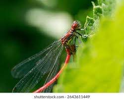 Attēlu rezultāti vaicājumam “Pyrrhosoma nymphula”