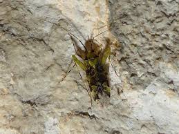 Attēlu rezultāti vaicājumam “Phytocoris tiliae”