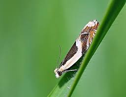 Attēlu rezultāti vaicājumam “Ancylis badiana”