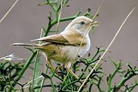 Image result for Sylvia nana