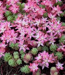 Attēlu rezultāti vaicājumam “Sedum pallidum flower”