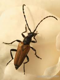 Attēlu rezultāti vaicājumam “Paracorymbia maculicornis”