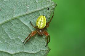 Attēlu rezultāti vaicājumam “Araniella”