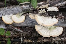 Attēlu rezultāti vaicājumam “Trametes hirsuta”