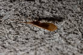 Attēlu rezultāti vaicājumam “Trichoptera”