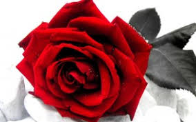 Image result for символ англии