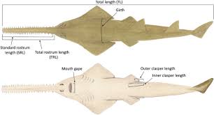 Image result for Pristis pristis