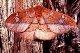 Attēlu rezultāti vaicājumam “Trichia contorta sessile”