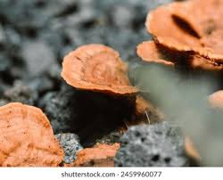 Attēlu rezultāti vaicājumam “Onnia tomentosa”