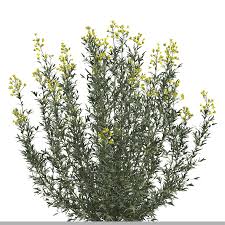 Attēlu rezultāti vaicājumam “Euphorbia palustris”