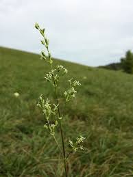Attēlu rezultāti vaicājumam “Silene otites”