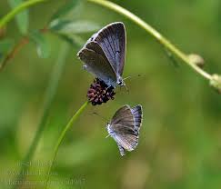 Attēlu rezultāti vaicājumam “Maculinea teleius”