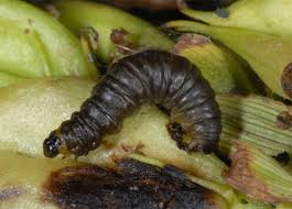 Attēlu rezultāti vaicājumam “Eupithecia icterata female”