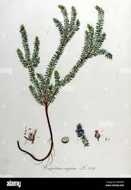 Attēlu rezultāti vaicājumam “Empetrum nigrum”