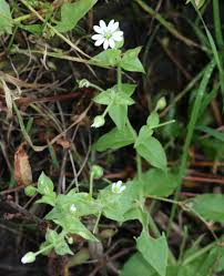 Attēlu rezultāti vaicājumam “Myosoton aquaticum flower”