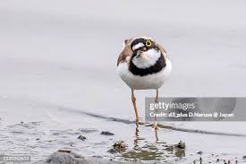 Attēlu rezultāti vaicājumam “Charadrius dubius”