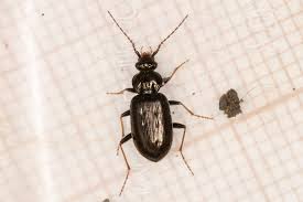 Attēlu rezultāti vaicājumam “Loricera pilicornis”