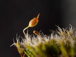 Attēlu rezultāti vaicājumam “Grimmia muehlenbeckii sporophyte”