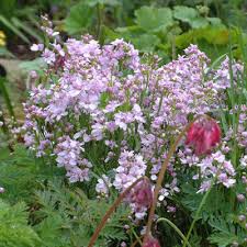Attēlu rezultāti vaicājumam “Cardamine pratensis flower”