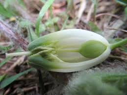 Attēlu rezultāti vaicājumam “Polygonatum odoratum bud”