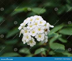 Attēlu rezultāti vaicājumam “Spiraea chamaedryfolia”