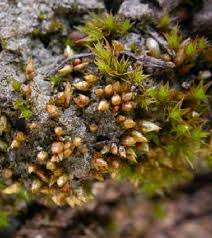 Attēlu rezultāti vaicājumam “Acaulon muticum sporophyte”