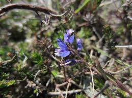 Attēlu rezultāti vaicājumam “Polygala vulgaris flower”