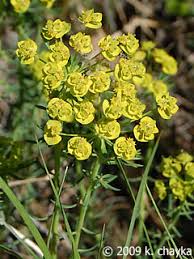 Attēlu rezultāti vaicājumam “Euphorbia virgata flower”