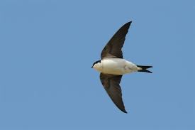 Attēlu rezultāti vaicājumam “Delichon urbicum”