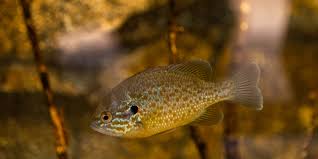Image result for Lepomis gibbosus