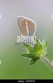 Attēlu rezultāti vaicājumam “Agrodiaetus damon underside”