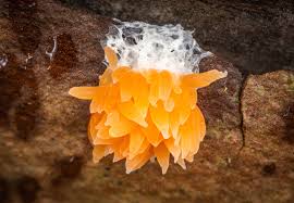 Attēlu rezultāti vaicājumam “Willkommlangea reticulata”